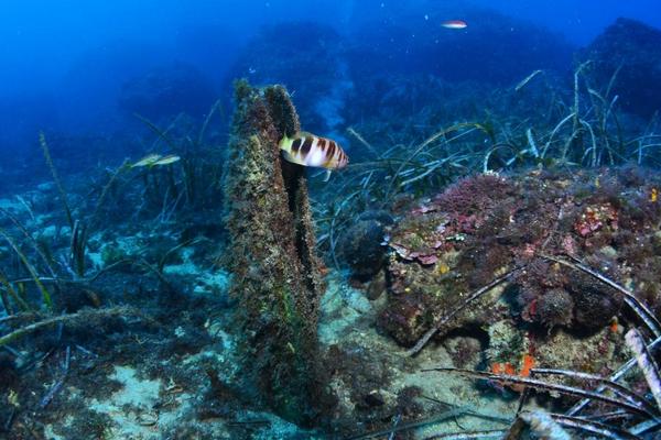 Así contribuye la ciencia ciudadana a la investigación de los océanos