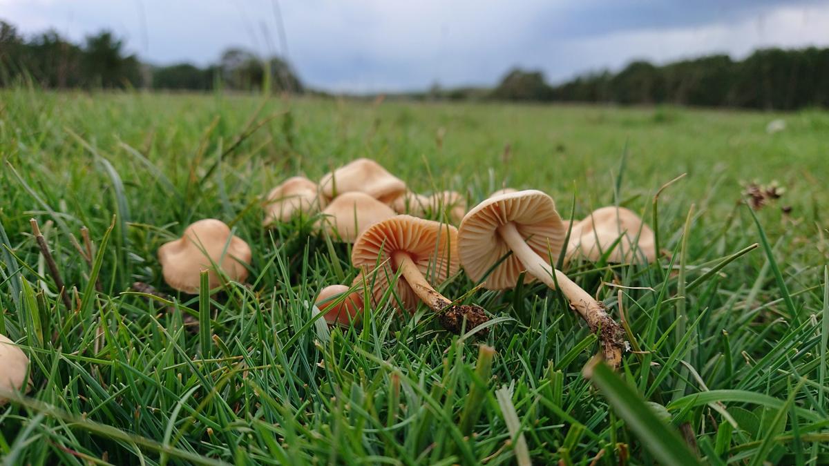Interfungi: transmitir los secretos de la recolección de setas de generación en generación