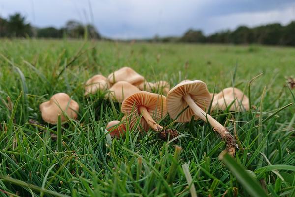 Interfungi: transmitir los secretos de la recolección de setas de generación en generación