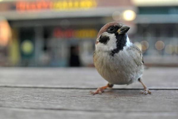 Las aves no invadieron las ciudades durante el confinamiento, solo se hicieron más visibles