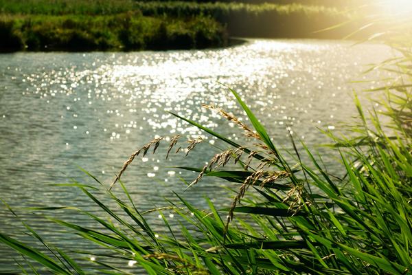 Los ecosistemas de agua dulce no entienden de fronteras: Surge en Newsera el Grupo Ibérico de ciencia ciudadana con proyectos de España y Portugal