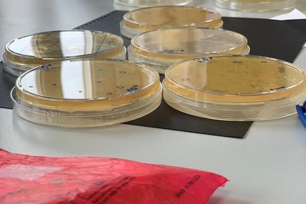 MicroMundo: ciencia ciudadana y divulgación para descubrir nuevos antibióticos en el suelo que pisamos
