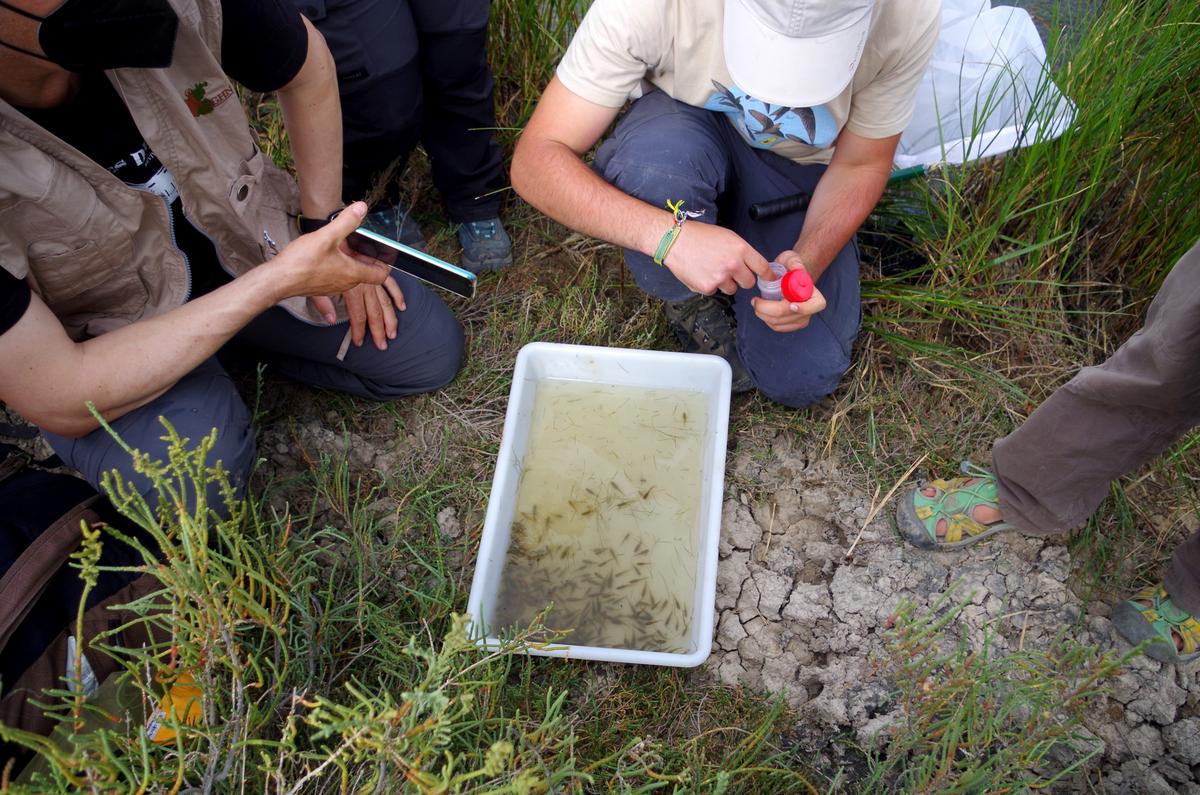Por qué nos deben preocupar las especies invasoras: LIFE INVASAQUA, un proyecto de ciencia ciudadana para concienciar sobre el problema