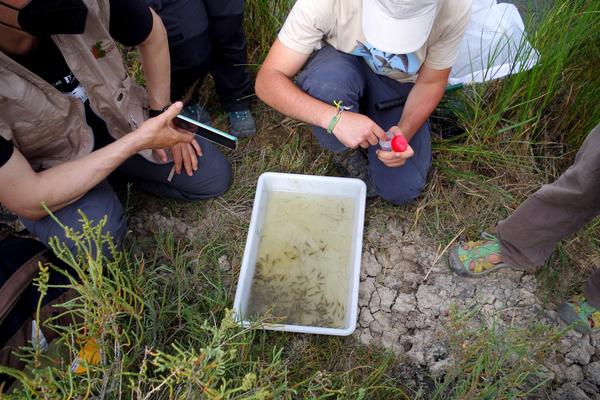 Por qué nos deben preocupar las especies invasoras: LIFE INVASAQUA, un proyecto de ciencia ciudadana para concienciar sobre el problema