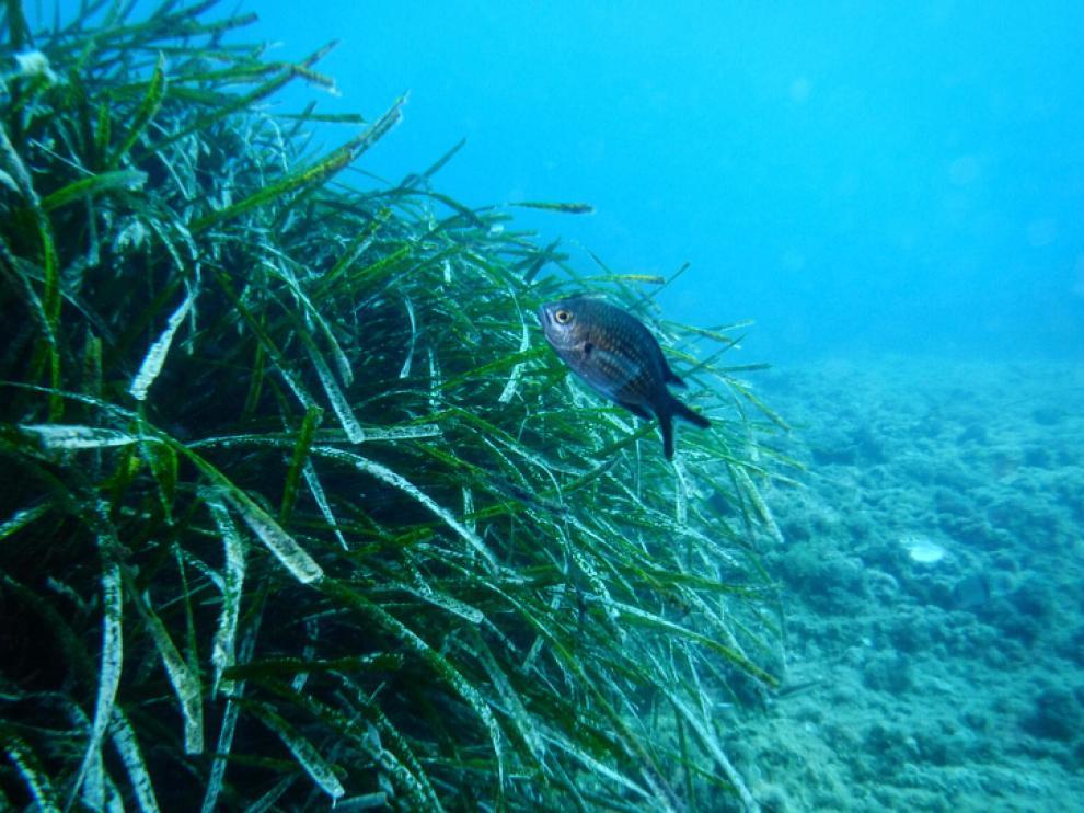 Posidonia Activa, cartografiando las praderas submarinas de la Costa Dorada