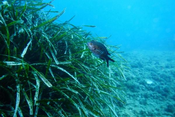 Posidonia Activa, cartografiando las praderas submarinas de la Costa Dorada