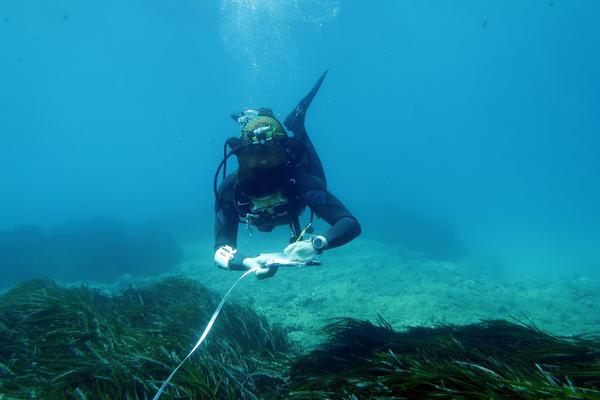 POSIMED: así se protegen los bosques sumergidos de Posidonia oceánica gracias a la ciencia ciudadana