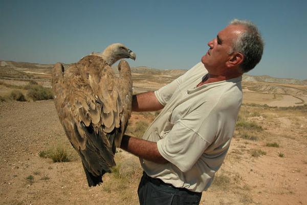 Una página web sobre las aves de Aragón. Autor: Javier Blasco Zumeta