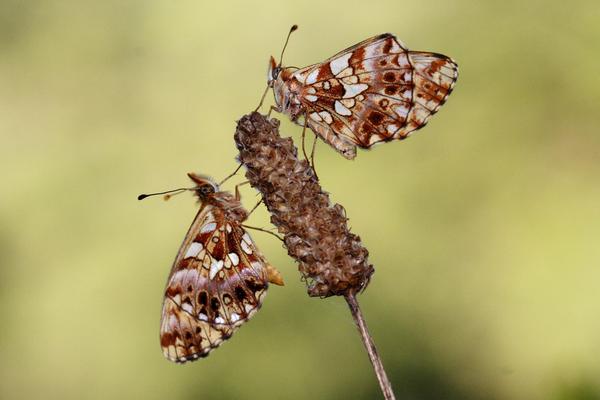 Los amantes de la naturaleza se unen en la Gran Semana dedicada a la biodiversidad, del 19 al 28 de mayo