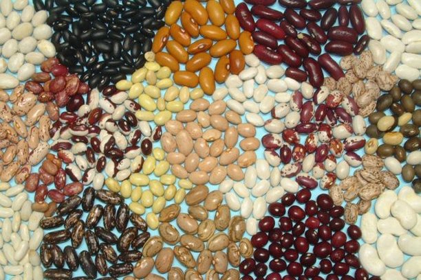 Image for INCREASE – Experimento de Ciencia Ciudadana