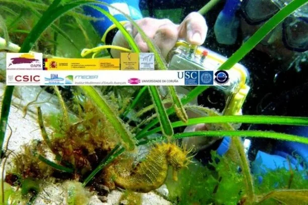 Image for Hippoparques