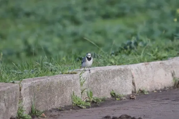 Image for eBird España
