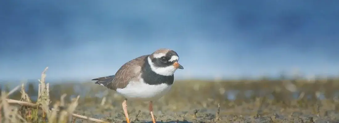 Aves y películas