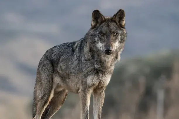 Image for Proyecto de Voluntariado Nacional para el Censo del Lobo