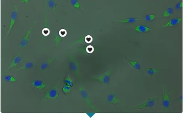 Image for Cell Spotting 2