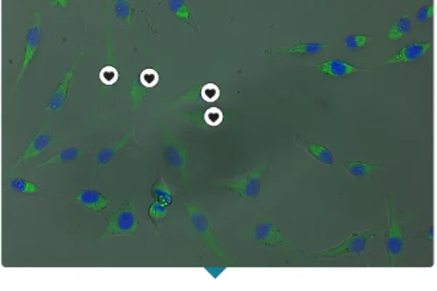 Image for Cell Spotting 2