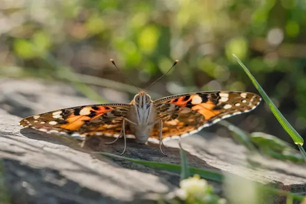 Image for Creación de una plataforma digital de referencia para divulgación y participación ciudadana en el monitoreo de mariposas migratorias