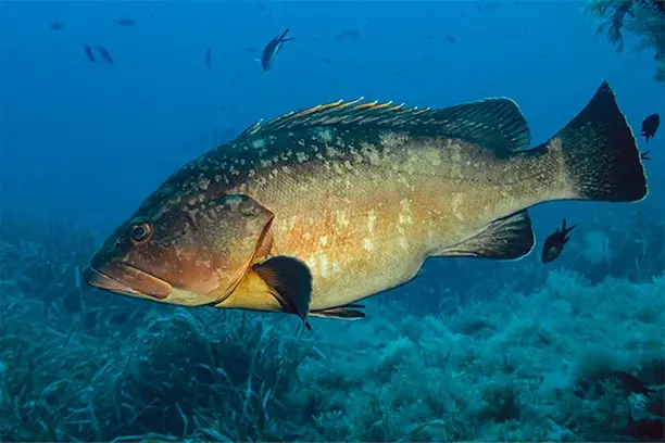 Image for BTN: Plataforma de participación activa de los pescadores en la generación de conocimiento a través del Marcado-y-Recaptura científico