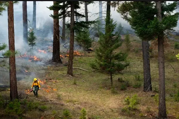 Image for FirePrevENTS: Guardianes del bosque. Ciencia ciudadana para la prevención de incendios forestales