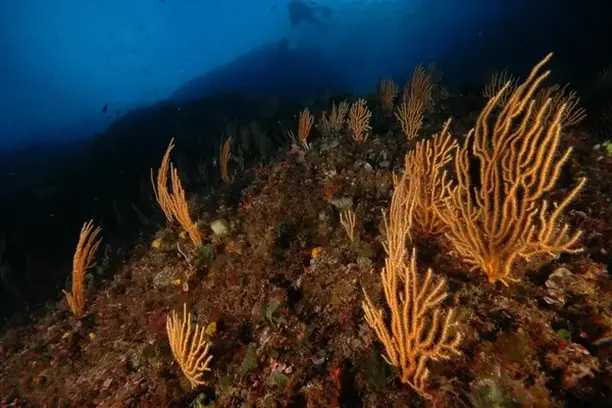 Image for Observadores del Mar