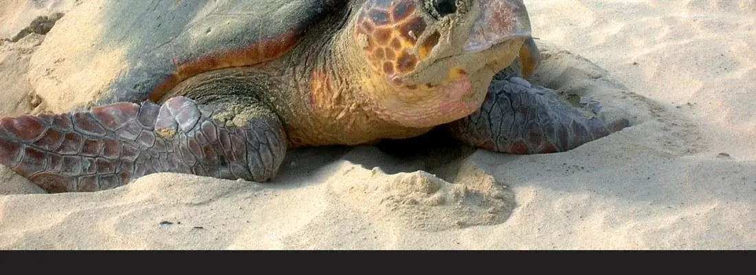 Caretta a la Vista: implicación de la ciudadanía en la investigación y conservación de tortugas marinas