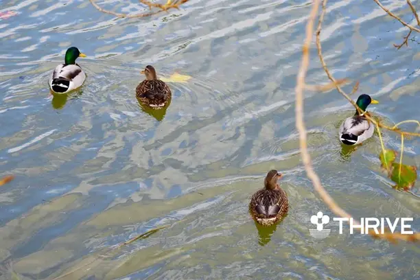 Image for  THRIVE: Ampliar el papel de la ciencia ciudadana en la biodiversidad y los servicios ecosistémicos