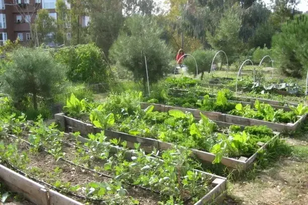 Image for La Red de Huertos Urbanos Comunitarios de Madrid