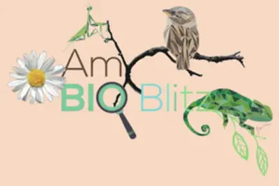 AmbioBlitz UAL