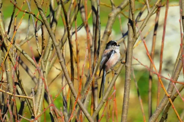 Image for Demandawild