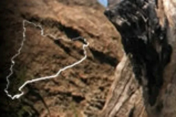 Image for Cicada.cat