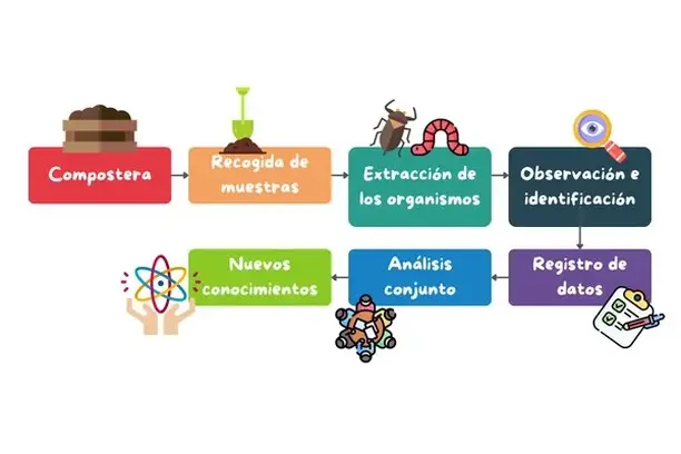 Image for Proyecto BICHOCOMPO: Analizando la mesofauna del compostaje de biorresiduos