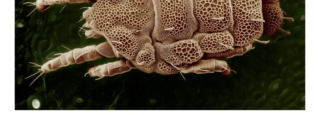 Micromascotas II