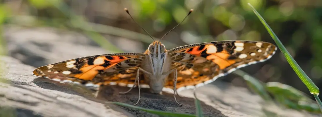 Creación de una plataforma digital de referencia para divulgación y participación ciudadana en el monitoreo de mariposas migratorias