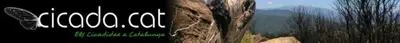Cicada.cat