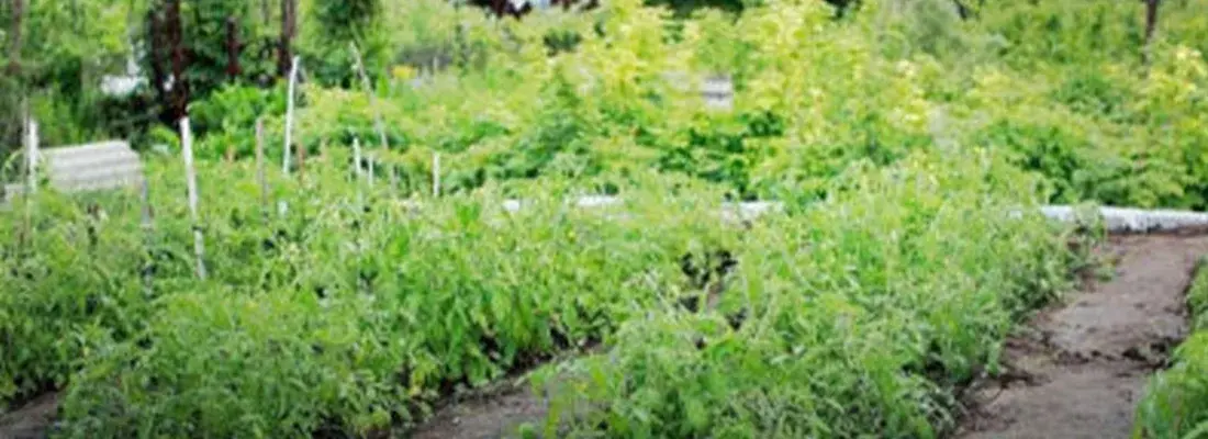 Biodiversidad Urbana en los Centros Educativos de España