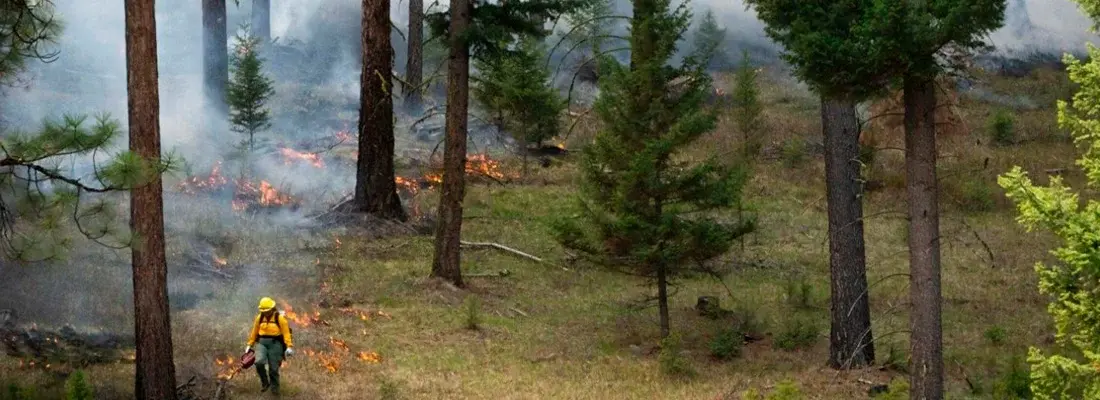 FirePrevENTS: Guardianes del bosque. Ciencia ciudadana para la prevención de incendios forestales