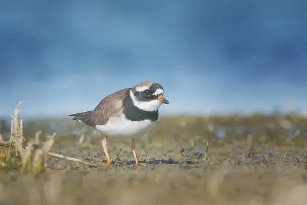 Image for Aves y películas