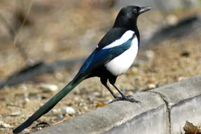 Urracas Urbanas