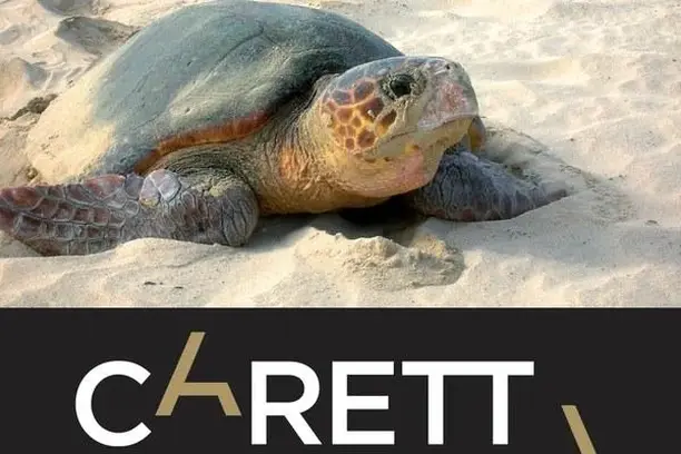 Image for Caretta a la Vista: implicación de la ciudadanía en la investigación y conservación de tortugas marinas